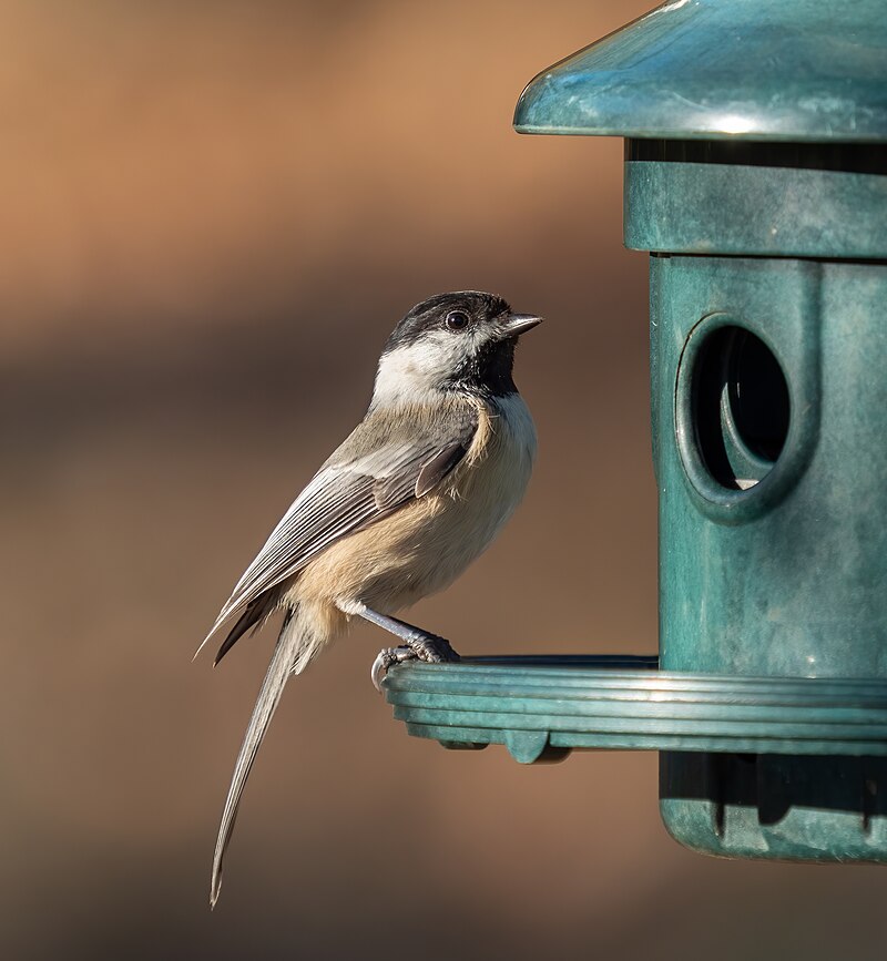 Memory Masters: Chickadees and Squirrels