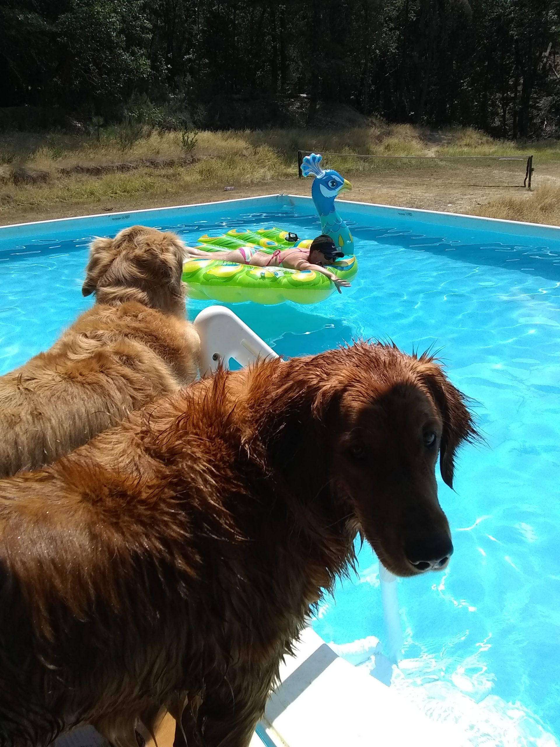 Is A Pool Good for Dogs?