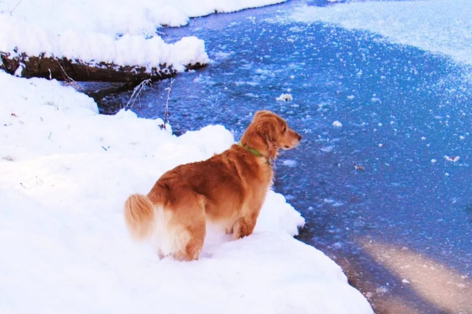 Golden Retrievers: The Ultimate Family Dog