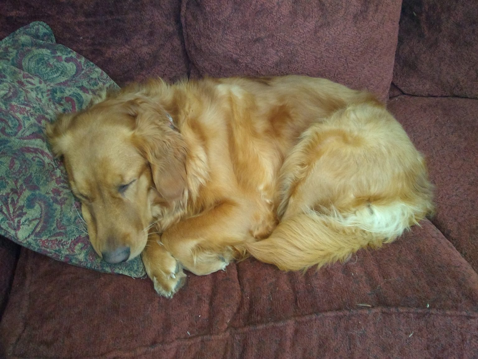 What Dogs Dream About